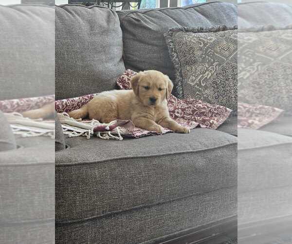 Medium Photo #1 Golden Retriever Puppy For Sale in HARTWELL, GA, USA
