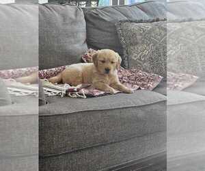 Golden Retriever Puppy for sale in HARTWELL, GA, USA
