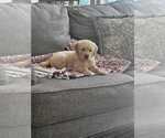 Small Golden Retriever