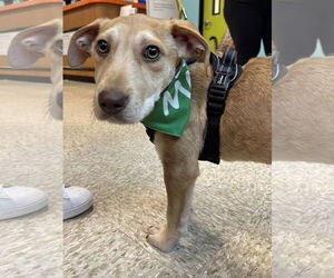 Mutt Dogs for adoption in Germantown, OH, USA