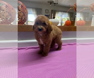 Poodle (Miniature) Puppy for sale in MUNFORDVILLE, KY, USA