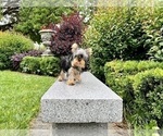 Small Yorkshire Terrier