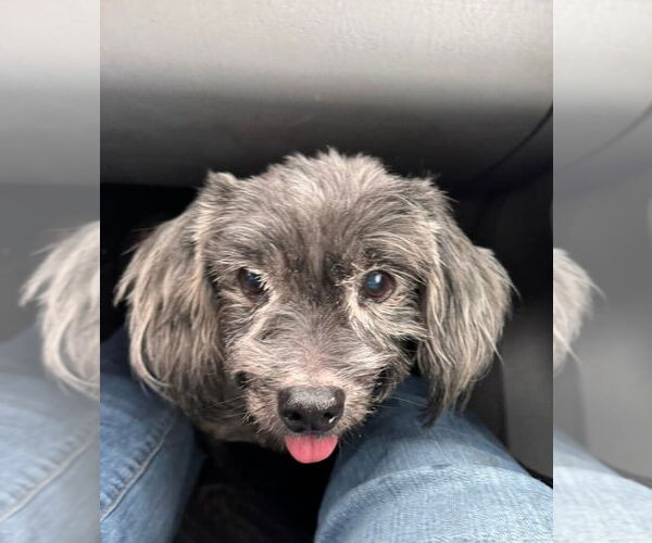 Medium Photo #2 Cocker Spaniel-Unknown Mix Puppy For Sale in Lexington Park, MD, USA