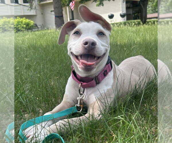 Medium Photo #1 Mutt Puppy For Sale in Minneapolis, MN, USA
