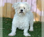 Small Photo #4 Maltese-Unknown Mix Puppy For Sale in Salt Lake City, UT, USA
