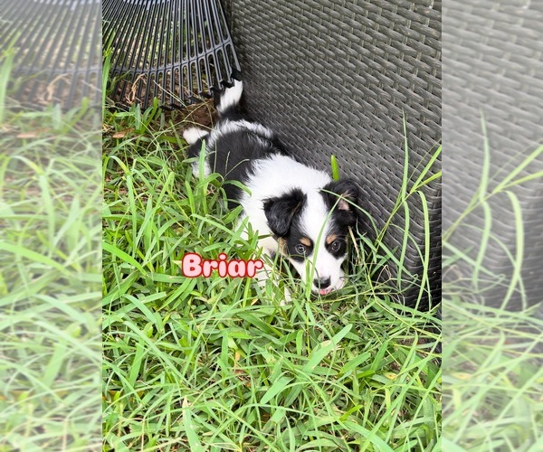 Medium Photo #3 Miniature Australian Shepherd Puppy For Sale in VALRICO, FL, USA