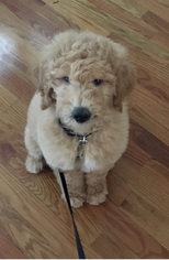 Goldendoodle Puppy for sale in BRIDGEPORT, CT, USA