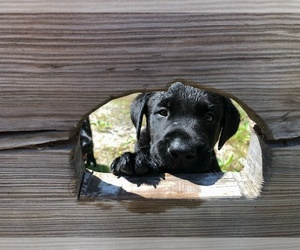 Labrador Retriever Puppy for sale in FRUITPORT, MI, USA