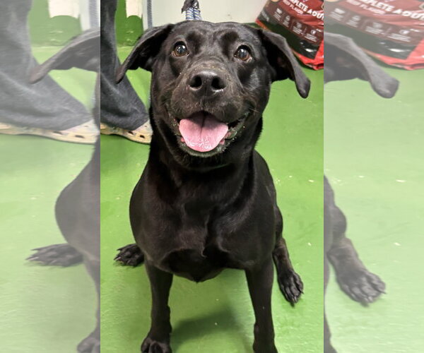 Medium Photo #8 Mutt Puppy For Sale in Rustburg, VA, USA