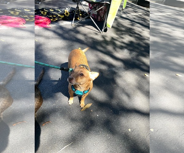 Medium Photo #18 Chihuahua-Unknown Mix Puppy For Sale in Holly Springs, NC, USA