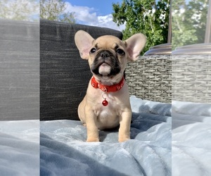 French Bulldog Puppy for Sale in CAMPBELL, California USA
