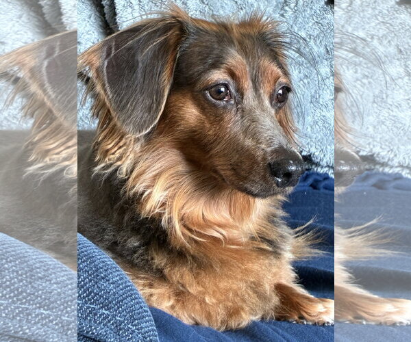 Medium Photo #2 Dachshund Puppy For Sale in Tampa, FL, USA