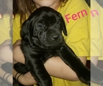 Small Photo #2 Labrador Retriever Puppy For Sale in MANKATO, MN, USA