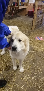 Medium Photo #1 Great Pyrenees Puppy For Sale in COLUMBUS JUNCTION, IA, USA