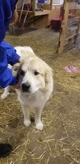 Mother of the Great Pyrenees puppies born on 04/19/2017