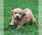 Small Photo #15 Labradoodle Puppy For Sale in SYRACUSE, IN, USA