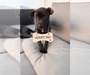 Mutt Dogs for adoption in Royal Palm Beach, FL, USA