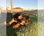 Small #34 English Bulldog