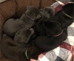 Small Photo #11 Labrador Retriever Puppy For Sale in HOLLY SPRINGS, NC, USA