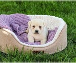 Small #16 Labrador Retriever