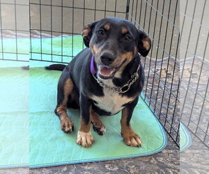 Winniewinkle - Female Dachshund-Unknown Mix Dog for Adoption - Photo #3