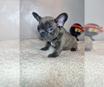 Small Photo #5 French Bulldog Puppy For Sale in DETROIT, MI, USA