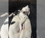 Small #3 Labrador Retriever Mix