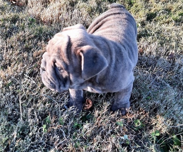 Medium Photo #5 Victorian Bulldogge Puppy For Sale in GREEN FOREST, AR, USA