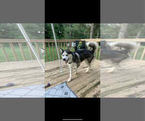 Wick - Male Siberian Husky Dog for Adoption - Photo #9