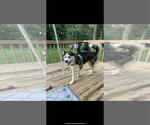 Small #8 Siberian Husky