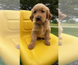 Golden Retriever Puppy for Sale in LATTA, South Carolina USA