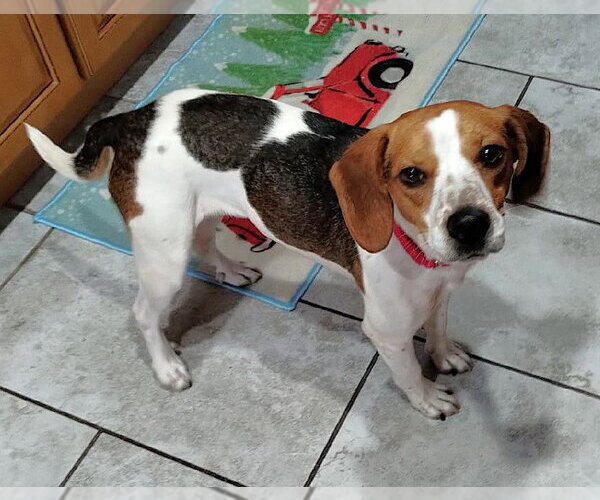 Medium Photo #1 Beagle Puppy For Sale in Dunnellon, FL, USA