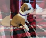 Small Photo #3 Boxer Puppy For Sale in LAUREL, DE, USA