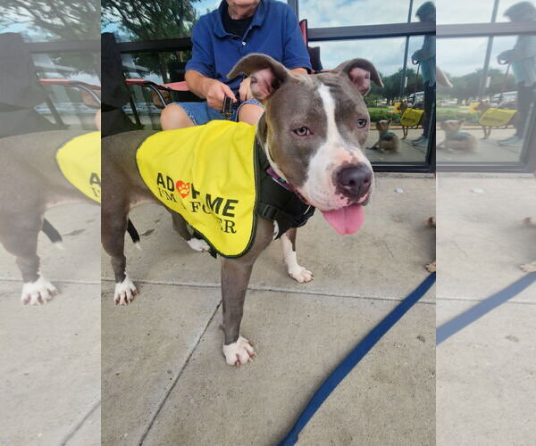 Medium Photo #4 American Pit Bull Terrier Puppy For Sale in Dallas, TX, USA