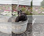 Small #7 French Bulldog