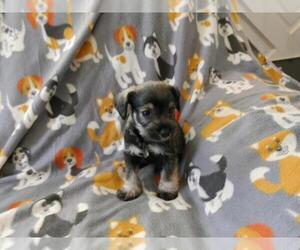 Schnauzer (Miniature) Puppy for sale in SWANSEA, SC, USA