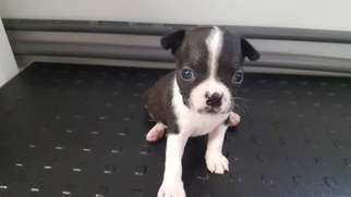 Boston Terrier Puppy for sale in TUCSON, AZ, USA