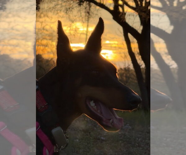 Medium Photo #3 Doberman Pinscher Puppy For Sale in Buffalo, MN, USA