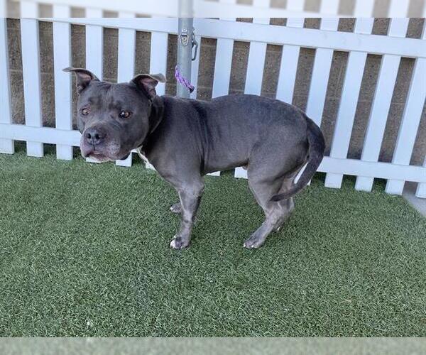 Medium Photo #1 Mutt Puppy For Sale in Modesto, CA, USA