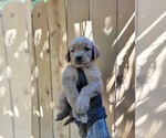 Puppy White collar gi Golden Retriever