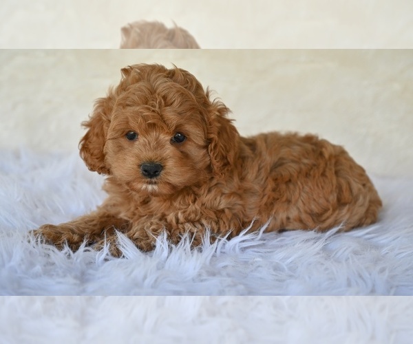 Medium Photo #4 Cock-A-Poo Puppy For Sale in MILLERSBURG, OH, USA