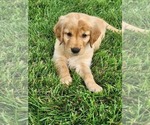 Small #6 Golden Retriever