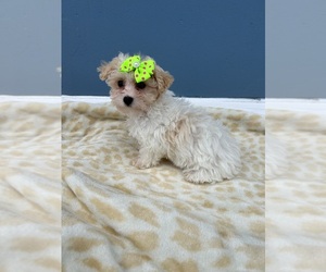 Maltipoo Puppy for sale in RANDOLPH, MA, USA