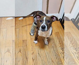 American Staffordshire Terrier-Unknown Mix Dogs for adoption in Wenonah, NJ, USA