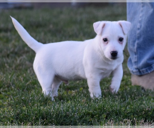 Medium Photo #6 Jack Russell Terrier Puppy For Sale in APPLE GROVE, WV, USA