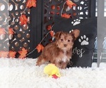 Small #1 YorkiePoo