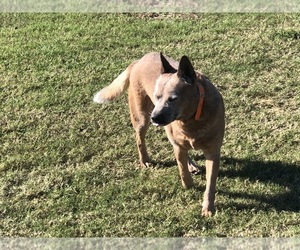 Australian Cattle Dog Puppy for sale in CHAUNCEY, GA, USA