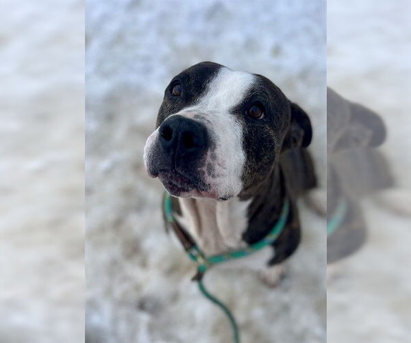 Medium Photo #1 Mutt Puppy For Sale in Louisville, KY, USA