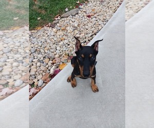 Doberman Pinscher Puppy for sale in CHILLICOTHE, OH, USA