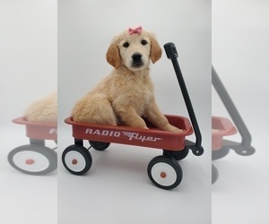 Golden Retriever Puppy for sale in GOSHEN, IN, USA